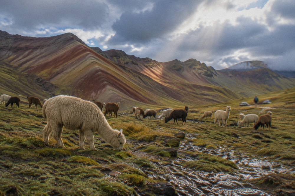 A herd of alpacas grazing on a wide plateau below striped red and ochre ridges