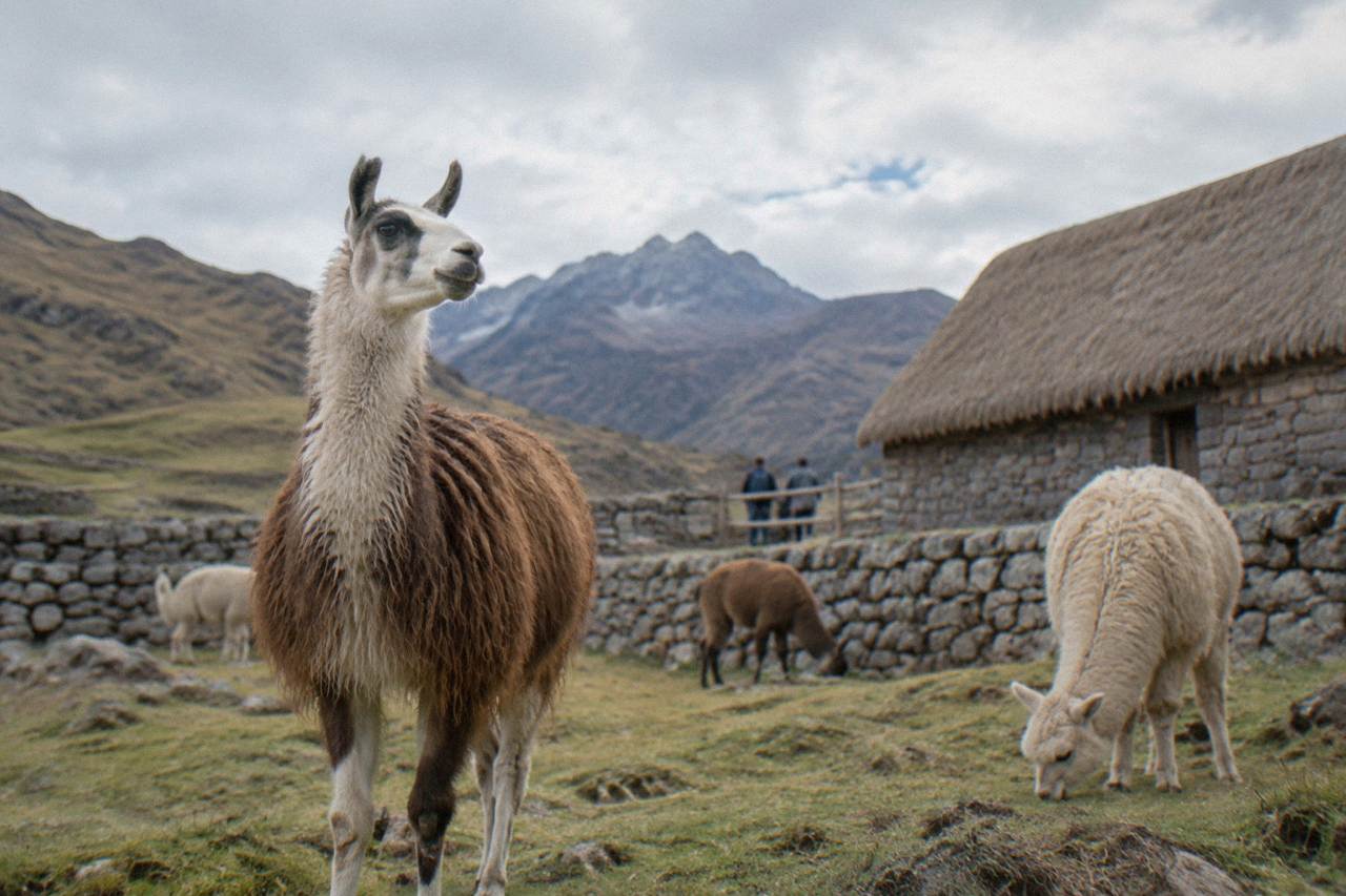 Alpacas grazing on grassy ground with hills in the background near Cusco