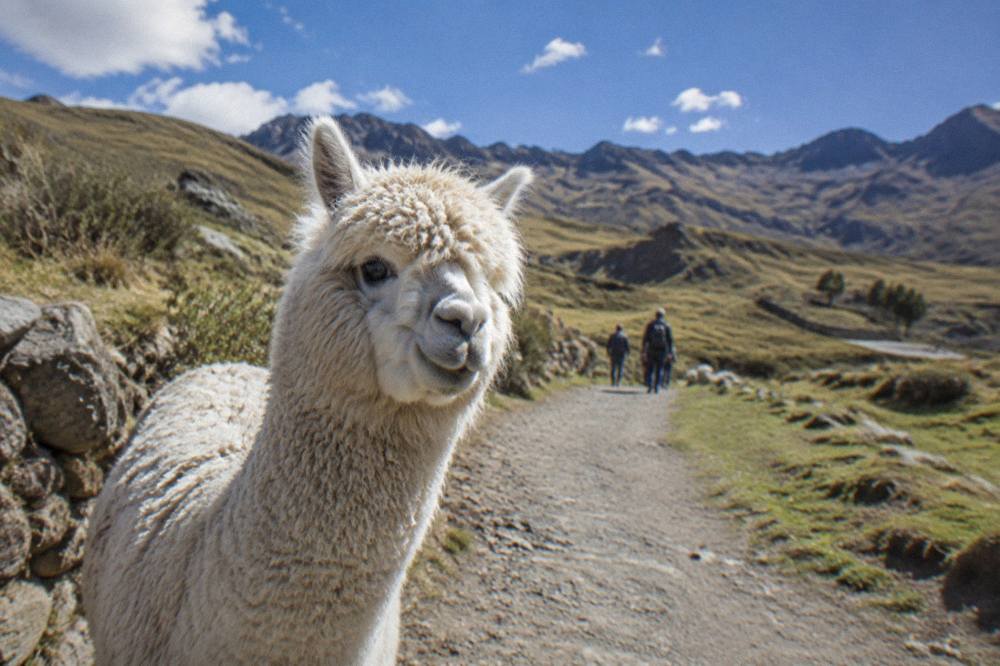 An alpaca standing close to a visitor on a rural path with hills behind