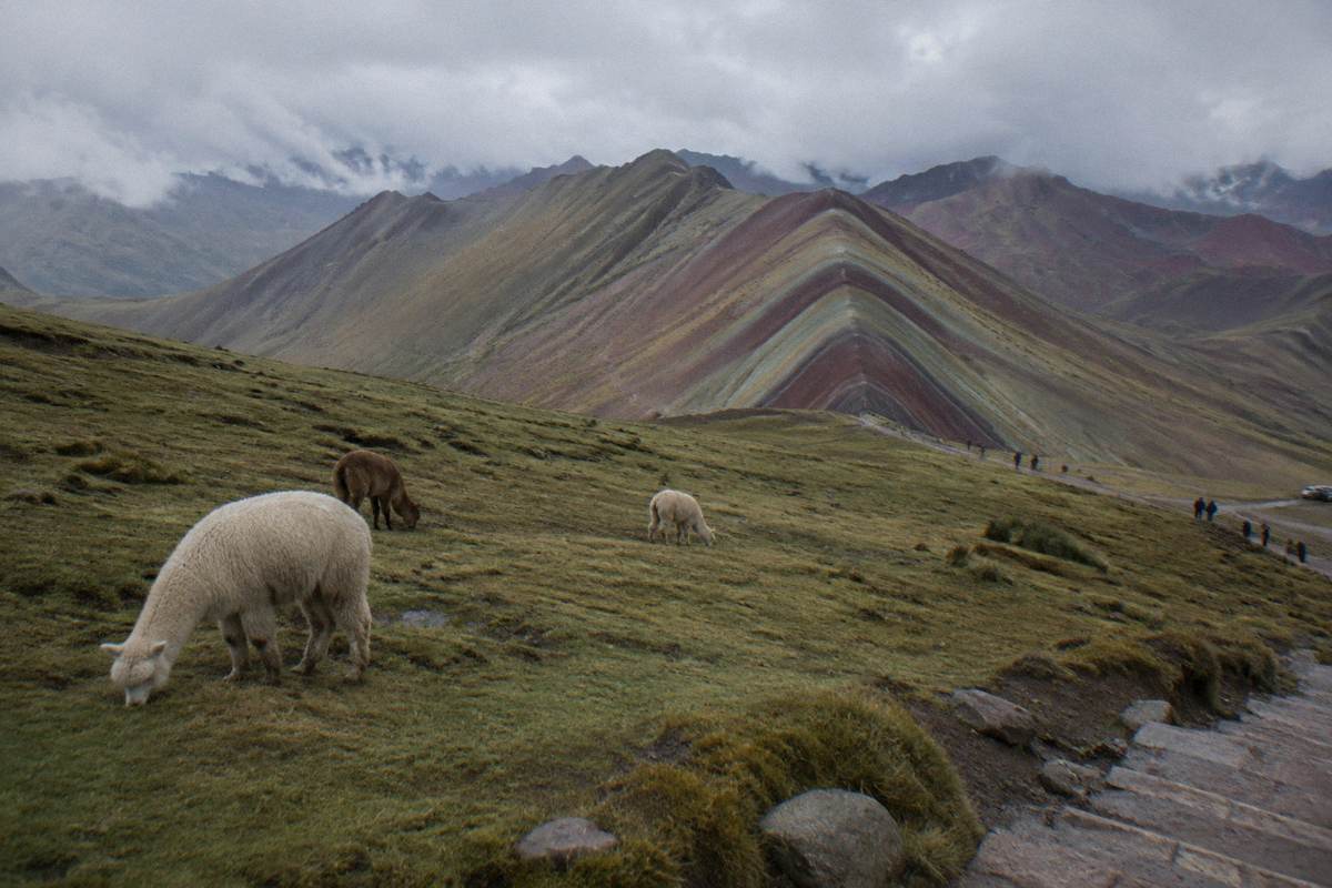 A broad view across a high plateau toward the coloured ridge of Vinicunca, a grass slope with a few grazing alpacas in the foreground, Rainbow Mountain