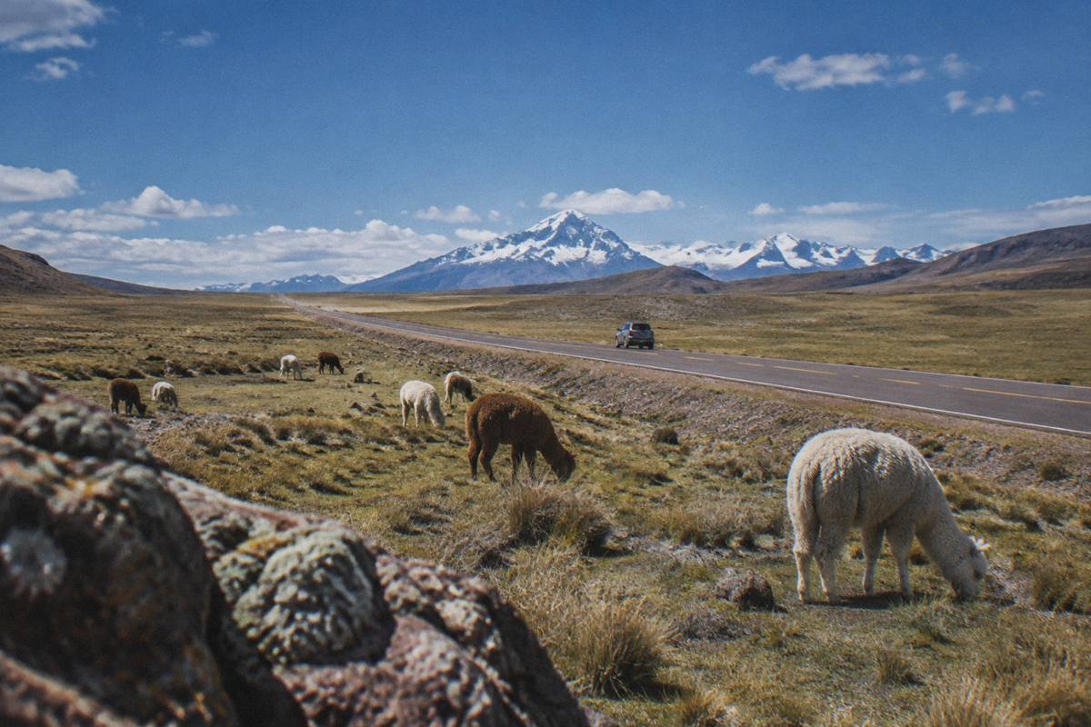 A high altiplano road crossing wide grassland with grazing alpacas, snow peaks far off, on the Route of the Sun between Cusco and Puno, Puno route