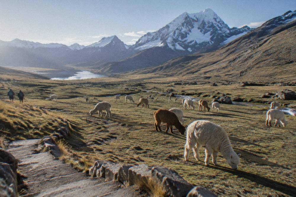 Alpacas grazing on a wide high plateau with distant snow peaks