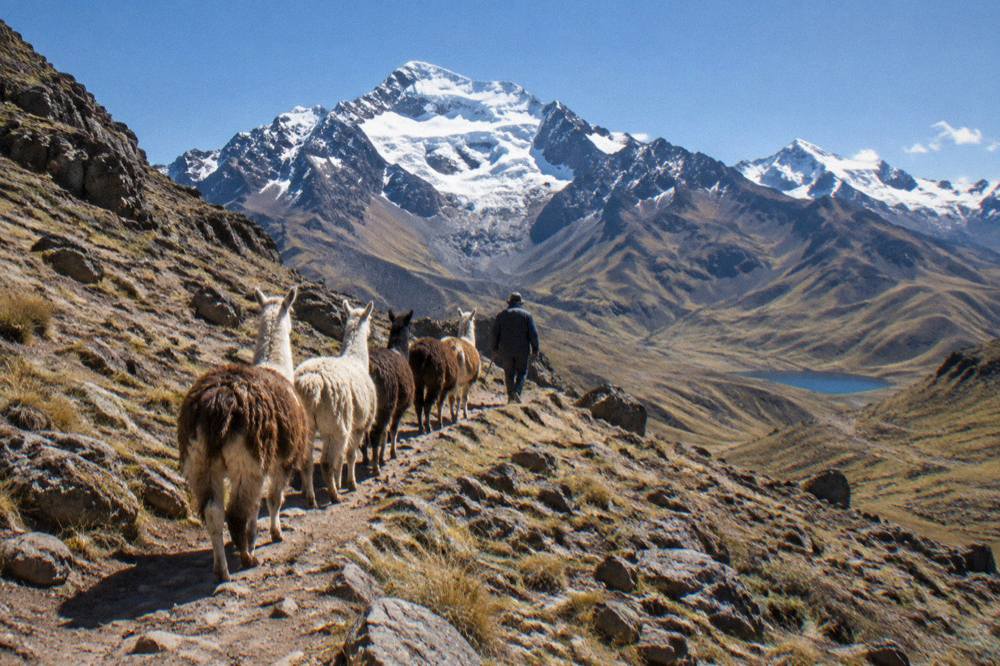A local herder walking with llamas on a high mountain track