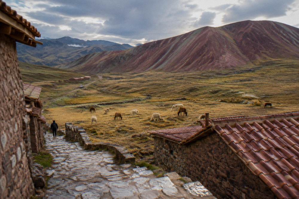 Alpacas grazing on golden grass below a red striped hillside