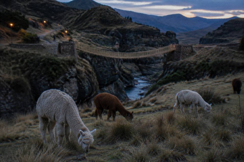 Alpacas grazing on open high-altitude grassland in southern Peru