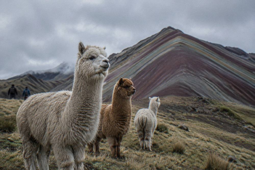 Alpacas standing on pale grass with striped mountain slopes rising behind them