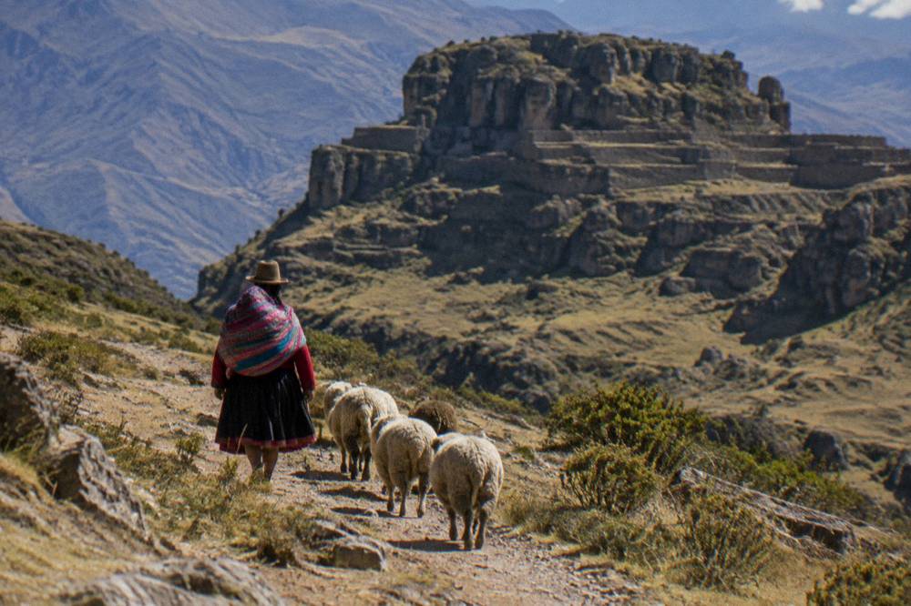 A local woman in traditional Andean dress walking beside sheep on a high plateau track