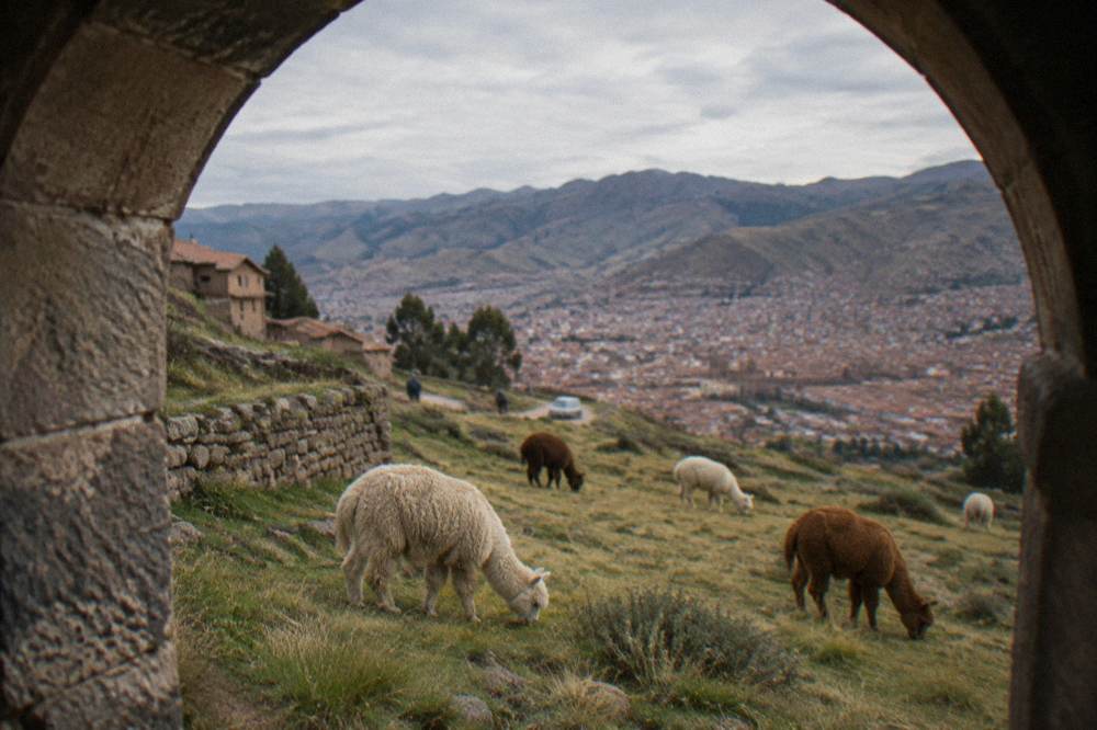 Alpacas and llamas grazing on high Andean grassland near Cusco