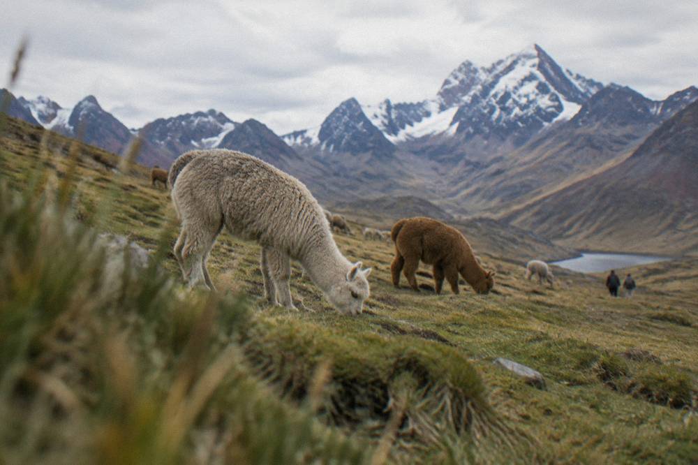 Alpacas grazing on a grassy Andean slope with distant peaks